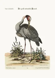 De grote Indische Kraanvogel, 1749-73